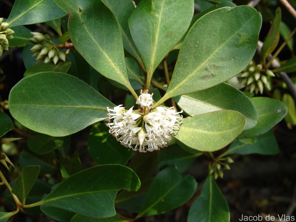 Aegiceras corniculatum (L.) Blanco